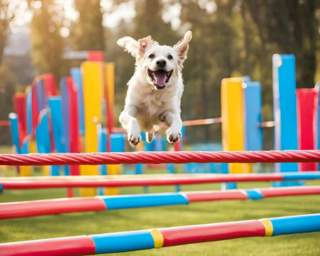 Agility-Training mit Hunden: Der perfekte Sport für Mensch und Tier