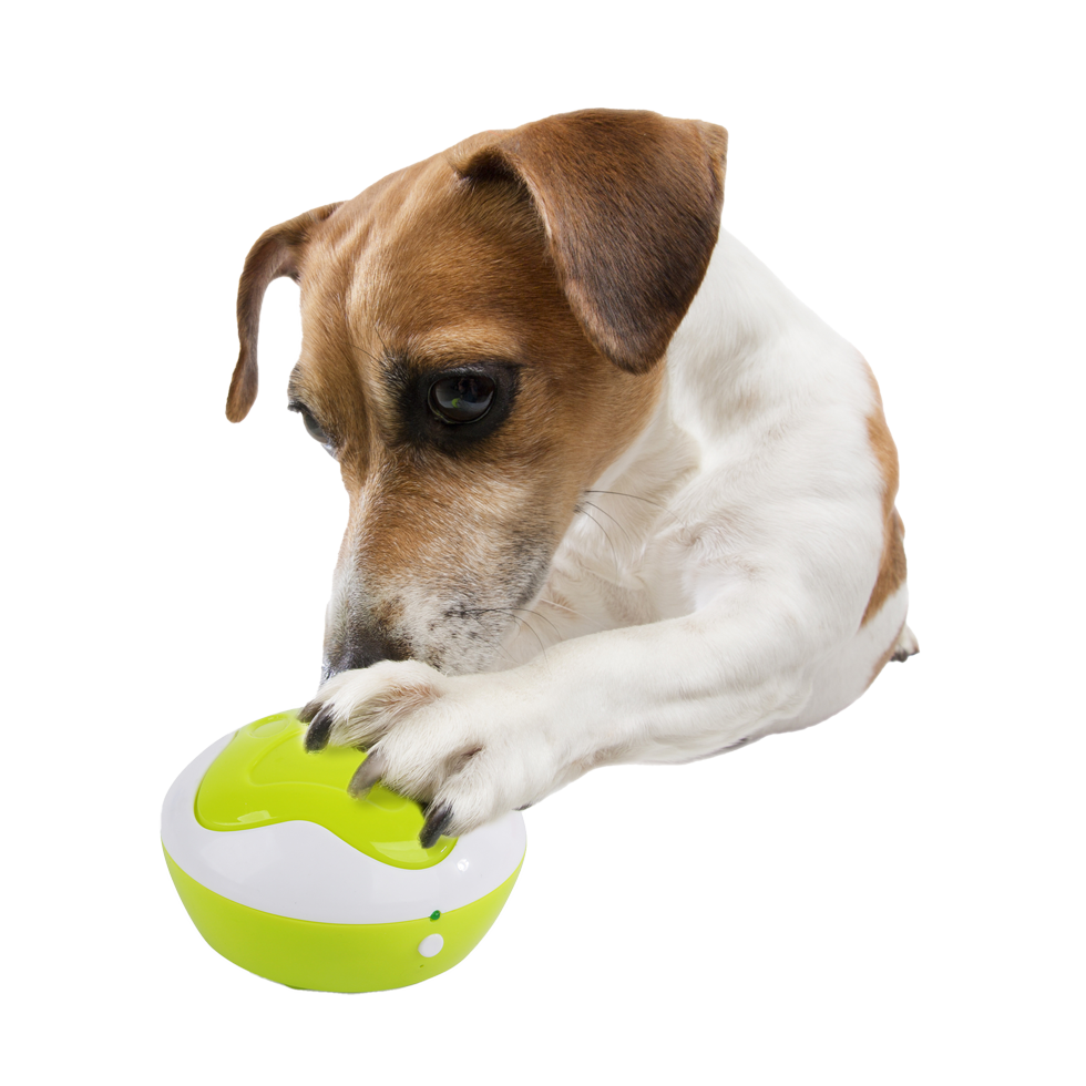 AFP Interactives - Puppy Interpreter *