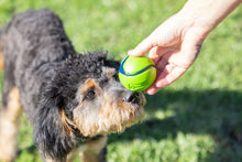 Chuckit! Sniff Fetch Ball Bacon & Peanut Butter M 4-pack *