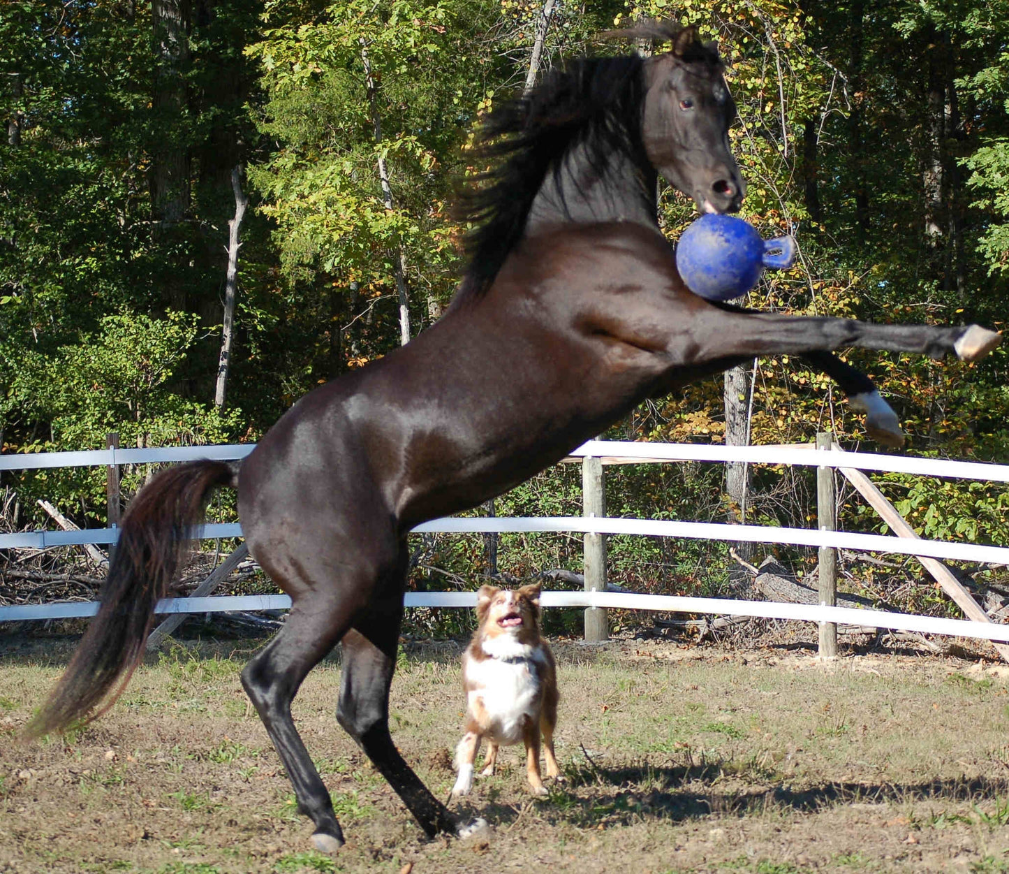 Jolly Ball Pfefferminz *