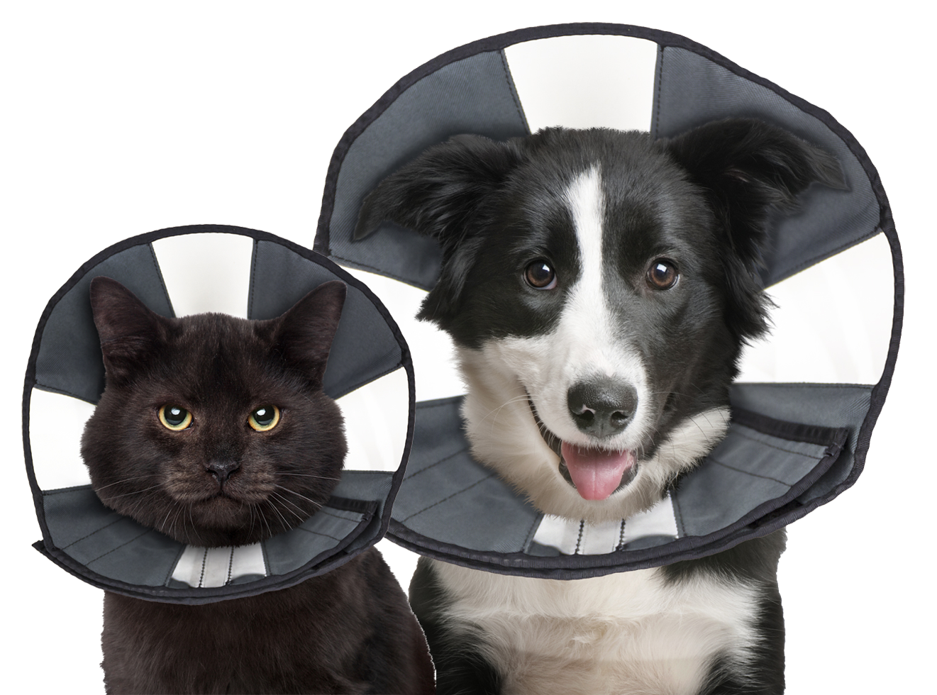 Zenpet Procone S *
