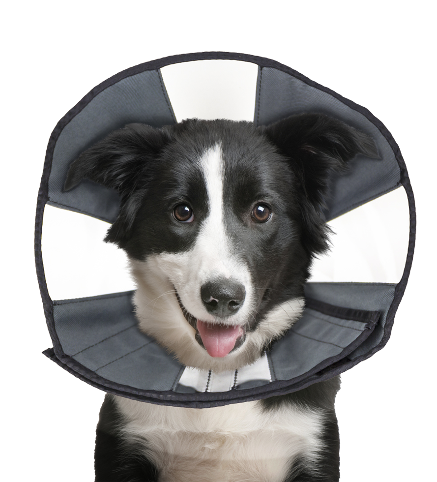 Zenpet Procone L *