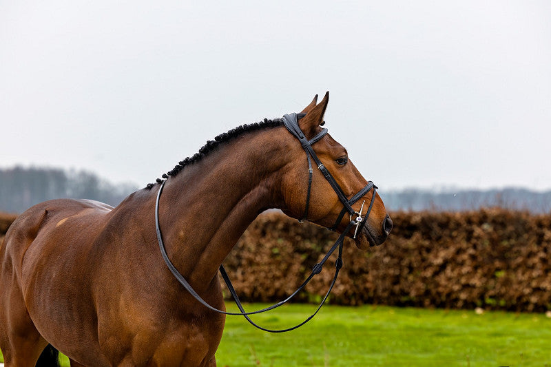 Geneva Comb.noseband bridle