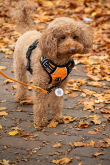 Spotted! PRO Geschirr Grün XS – Perfekte Passform für sehr kleine Hunde *