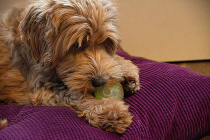Dog Comets Glow in the Dark Moon Green S *