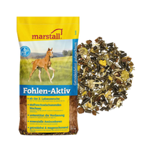 Fohlen-Aktiv