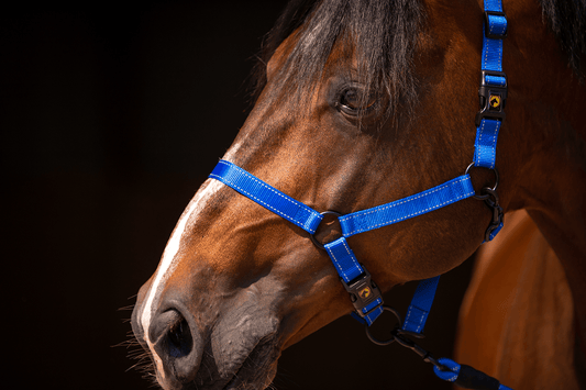 Excellent Premium Halfter Blau XS *