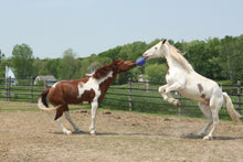 Jolly Ball Blau *