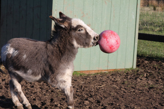 Jolly Ball Rot *