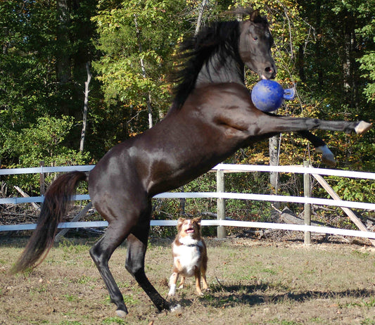Jolly Ball Dual Blau *