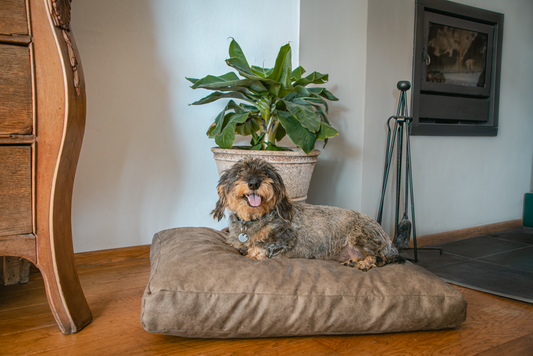 Let's Sleep Plush Pillow Hundebett XL Taupe *