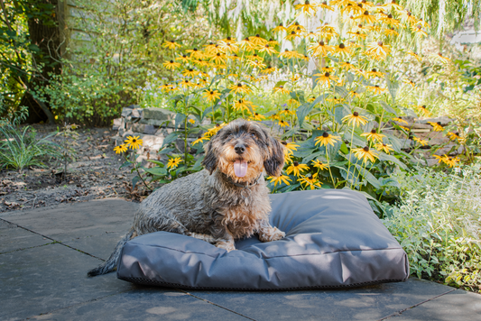 Let's Sleep Cushy Cloud Outdoor Hundebett M Anthrazit *