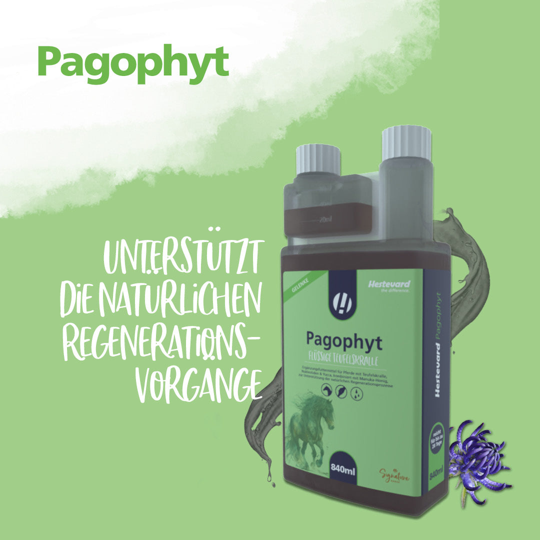 Hestevard Pagophyt - 840ml
