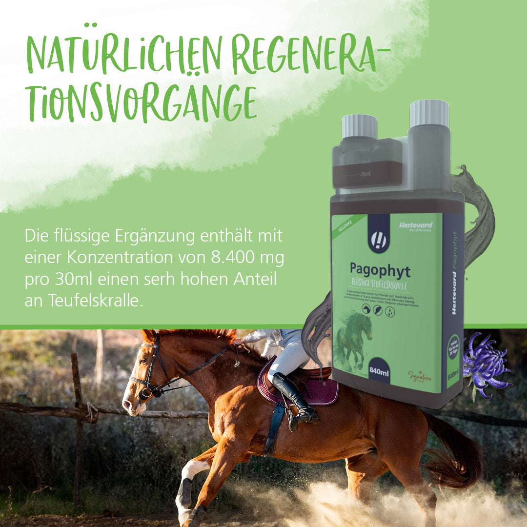 Hestevard Pagophyt - 840ml