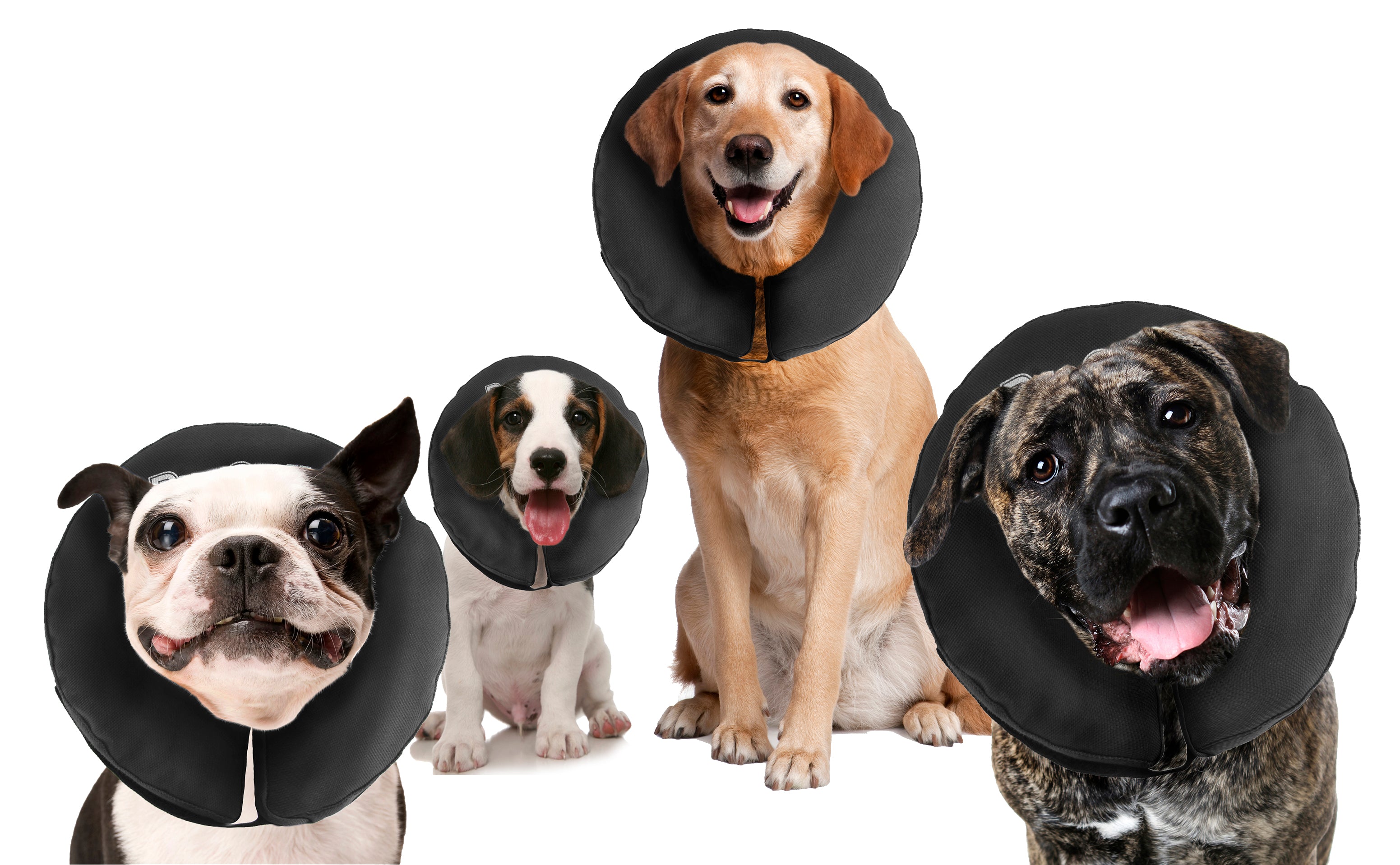 Zenpet ProCollar S *