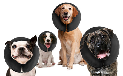 Zenpet ProCollar M *
