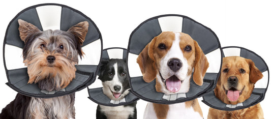Zenpet Procone S *