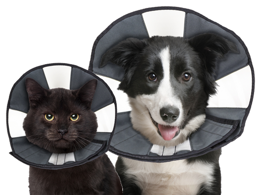 Zenpet Procone M *