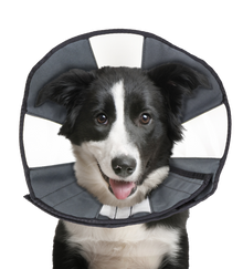 Zenpet Procone L *