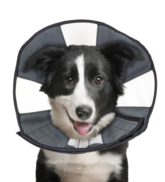 Zenpet Procone L *