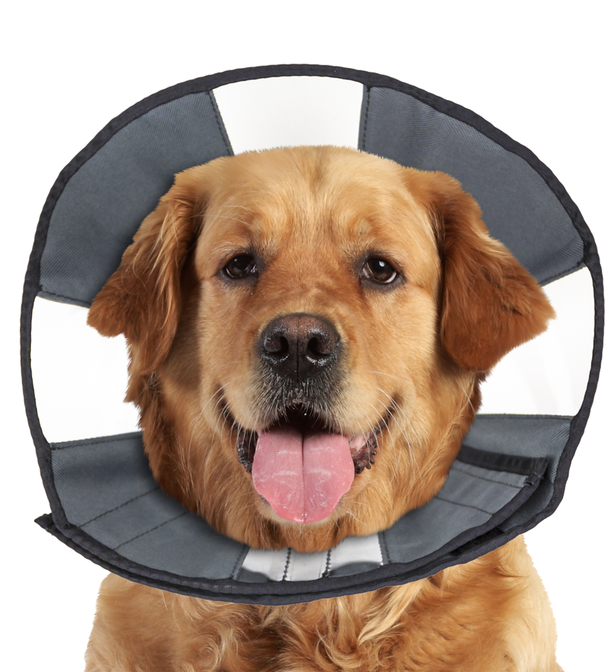 Zenpet Procone XL *