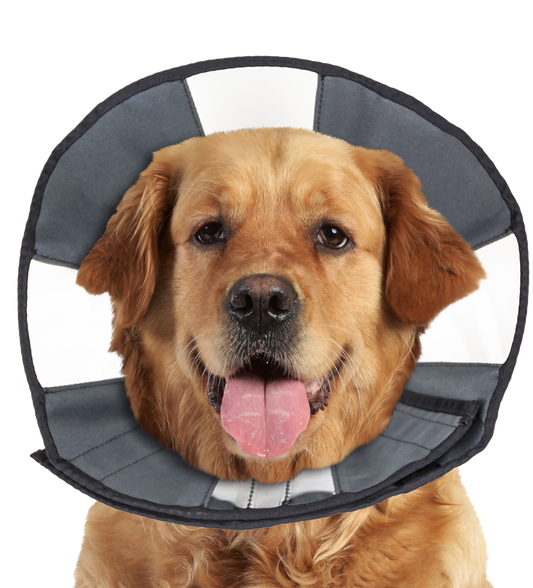 Zenpet Procone XL *