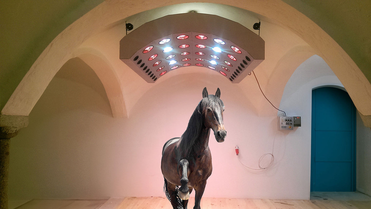 Solarium - Summerwind de Luxe